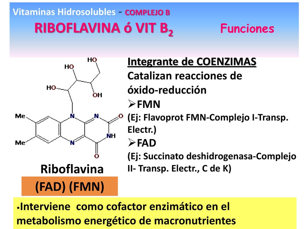 Metabolismo vitaminas el intervienen que en